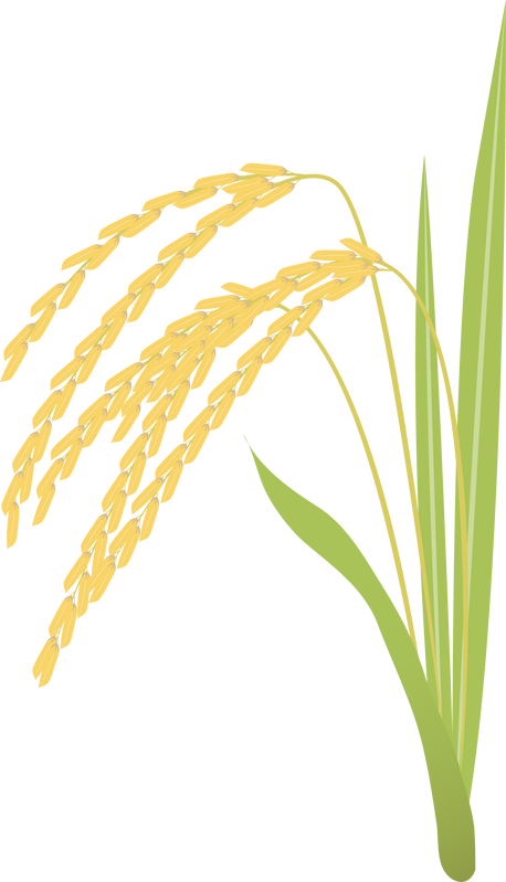 Field crops collections, rice plant